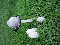 Coprinus comatus image