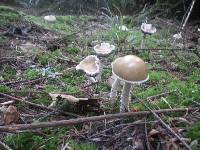 Stropharia ambigua image