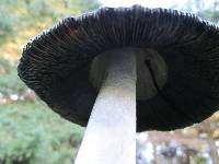 Coprinus comatus image