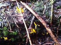 Image of Calocera cornea