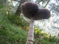 Stropharia ambigua image