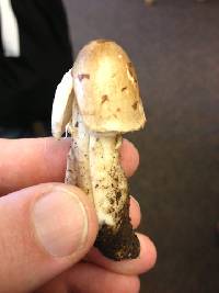 Coprinus comatus image