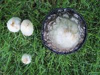 Coprinus comatus image