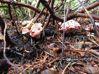 Hydnellum peckii image