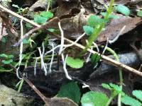 Xylaria hypoxylon image