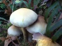 Hypholoma fasciculare image