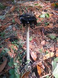 Coprinus comatus image