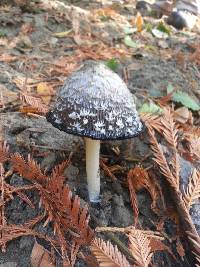 Coprinus comatus image