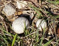 Lycoperdon marginatum image