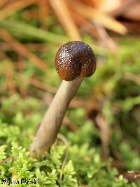 Elaphocordyceps capitata image