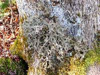 Lobaria pulmonaria image