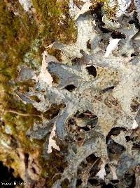 Lobaria pulmonaria image