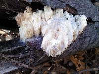 Hericium americanum image