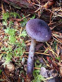 Cortinarius violaceus image