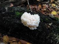 Hericium coralloides image