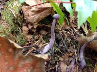 Laccaria amethysteo-occidentalis image