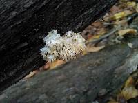 Hericium coralloides image