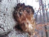 Hericium americanum image