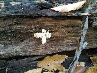 Hericium americanum image