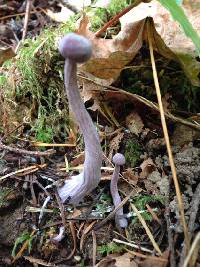 Laccaria amethysteo-occidentalis image