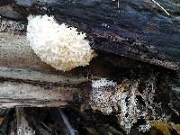 Hericium coralloides image