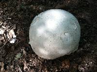 Calvatia gigantea image