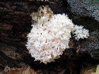 Hericium coralloides image