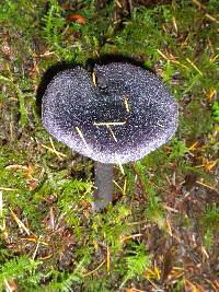 Cortinarius violaceus image