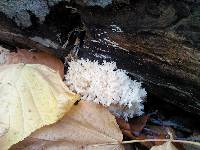 Hericium coralloides image