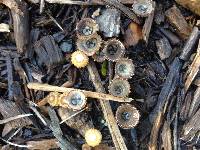 Cyathus stercoreus image