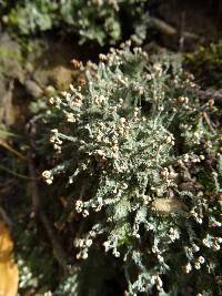 Cladonia peziziformis image