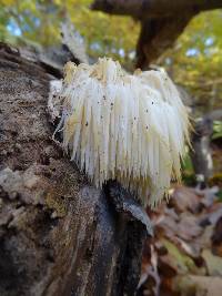 Hericium erinaceus image