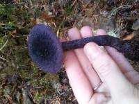 Cortinarius violaceus image