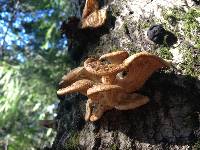 Pleurotus ostreatus image