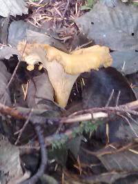 Cantharellus formosus image