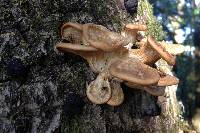 Pleurotus ostreatus image