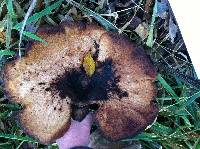 Polyporus squamosus image