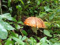 Amanita muscaria image