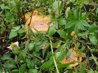 Amanita muscaria image