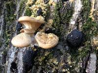 Pleurotus ostreatus image