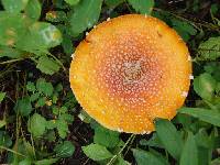 Amanita muscaria image