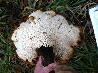 Polyporus squamosus image