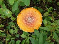 Amanita muscaria image