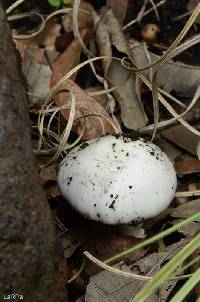 Amanita bisporigera image