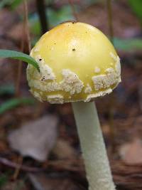 Amanita muscaria image