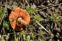 Boletus subvelutipes image