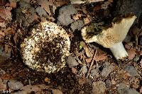 Russula brevipes image