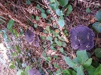 Cortinarius violaceus image