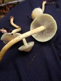 Hypholoma fasciculare image