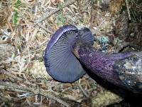 Cortinarius violaceus image